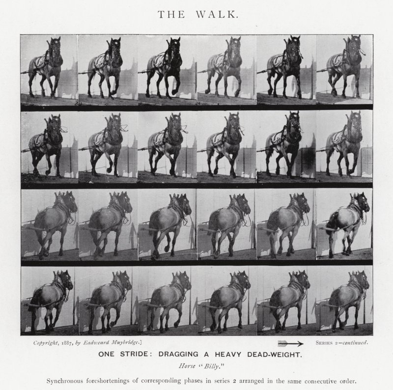 Eadweard Muybridge: The Walk (s/v foto) av Eadweard Muybridge