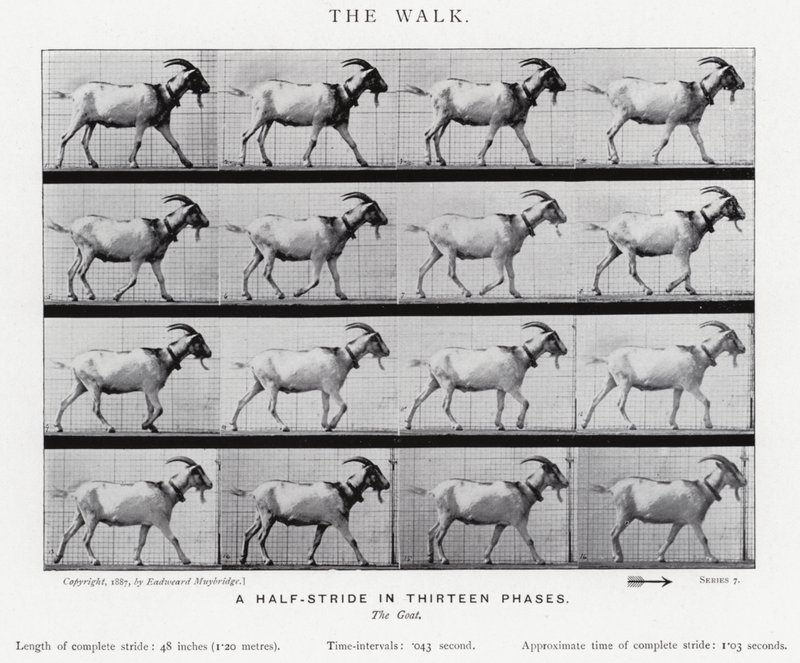 Eadweard Muybridge: The Walk (s/v foto) av Eadweard Muybridge