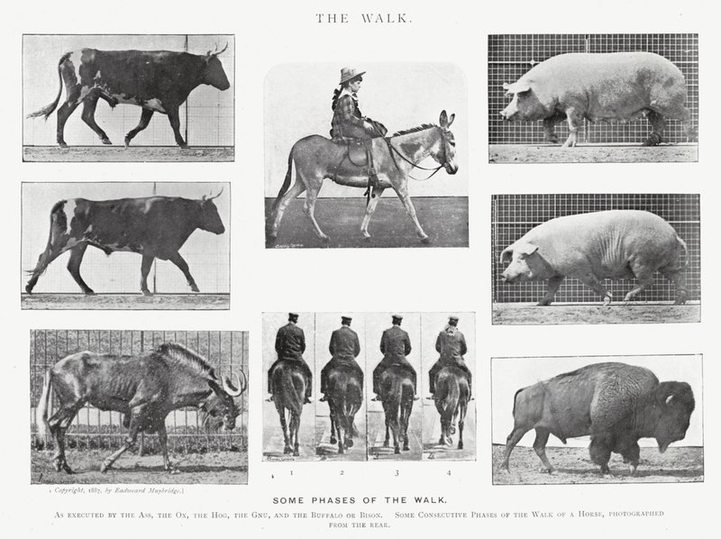 Eadweard Muybridge: The Walk (s/v foto) av Eadweard Muybridge