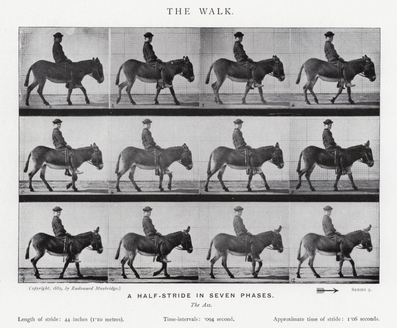 Eadweard Muybridge: The Walk (s/v foto) av Eadweard Muybridge
