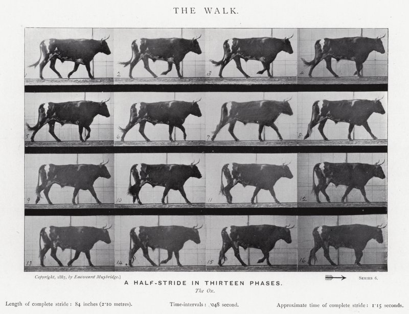 Eadweard Muybridge: The Walk (s/v foto) av Eadweard Muybridge