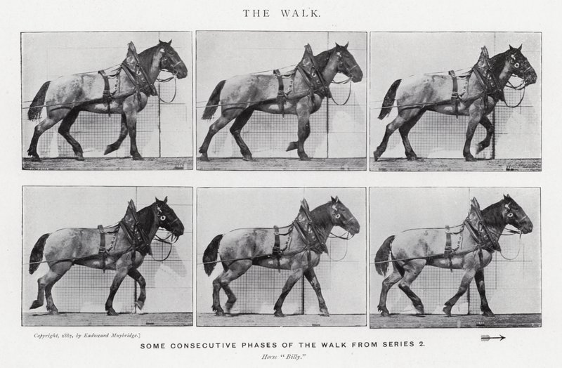 Eadweard Muybridge: The Walk (s/v foto) av Eadweard Muybridge