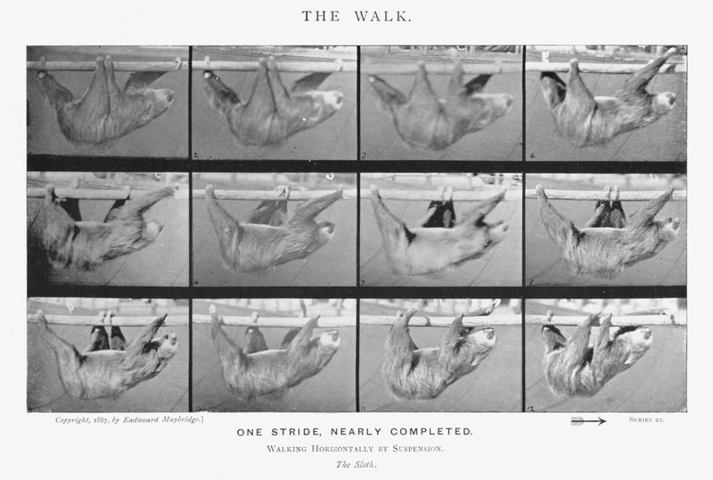 Eadweard Muybridge: The Walk (s/v foto) av Eadweard Muybridge