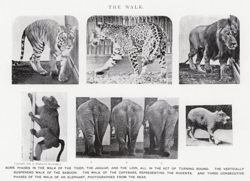 Eadweard Muybridge: The Walk (s/v foto) av Eadweard Muybridge