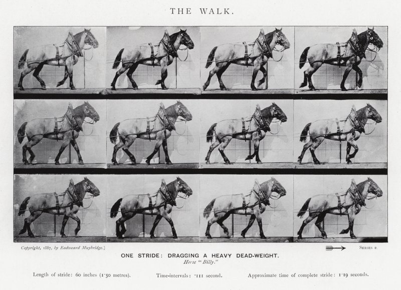 Eadweard Muybridge: The Walk av Eadweard Muybridge