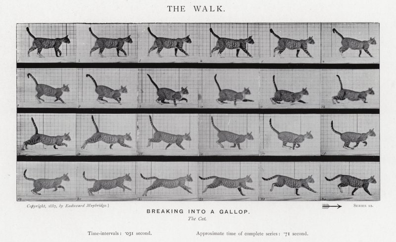 Eadweard Muybridge: The Walk av Eadweard Muybridge