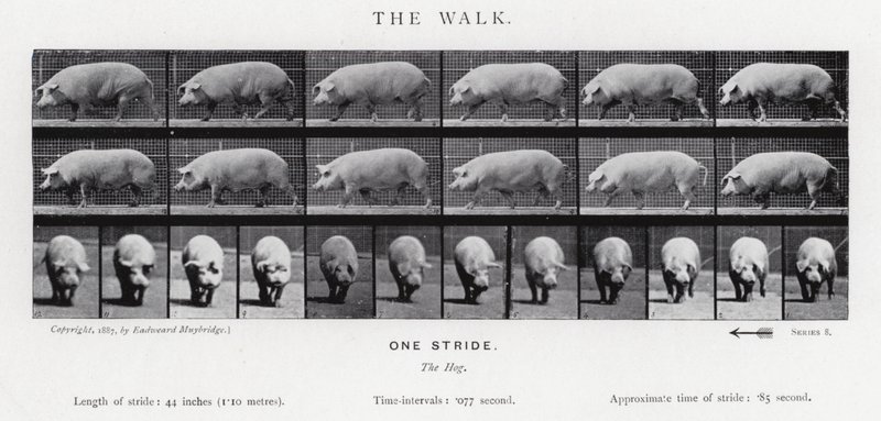 Eadweard Muybridge: The Walk av Eadweard Muybridge