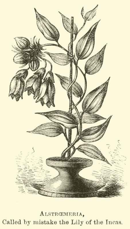 Alstroemeria, av misstag kallad Inkaliljan av Edouard Riou