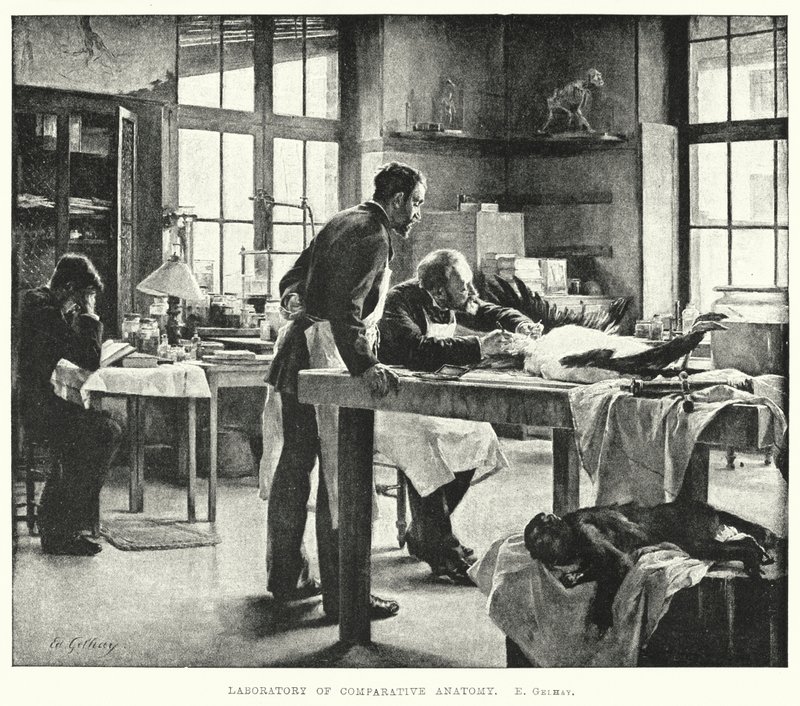 Laboratorium för jämförande anatomi (gravyr) av Edouard Gelhay