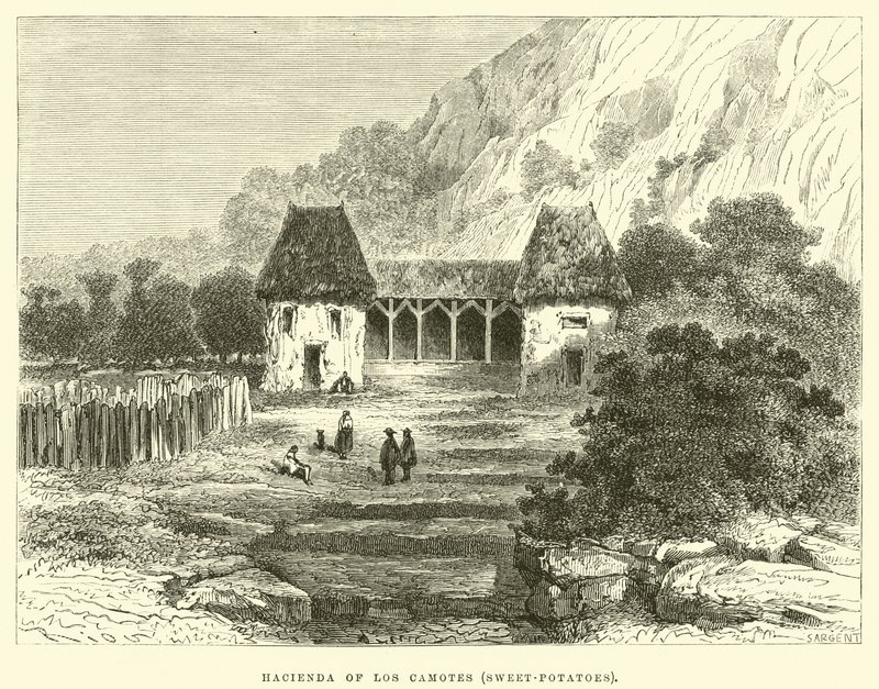 Hacienda av Los Camotes, sötpotatis av Edouard Riou