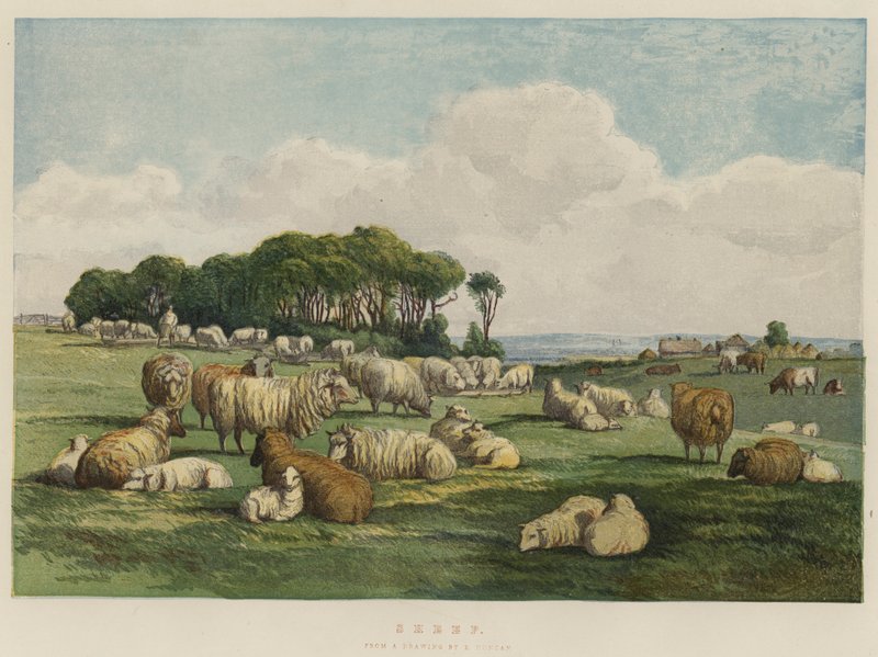 Får (chromolitho) av Edward Duncan