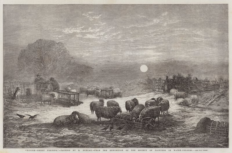Winter, Sheep Feeding, från Målaresällskapets utställning i vattenfärger av Edward Duncan