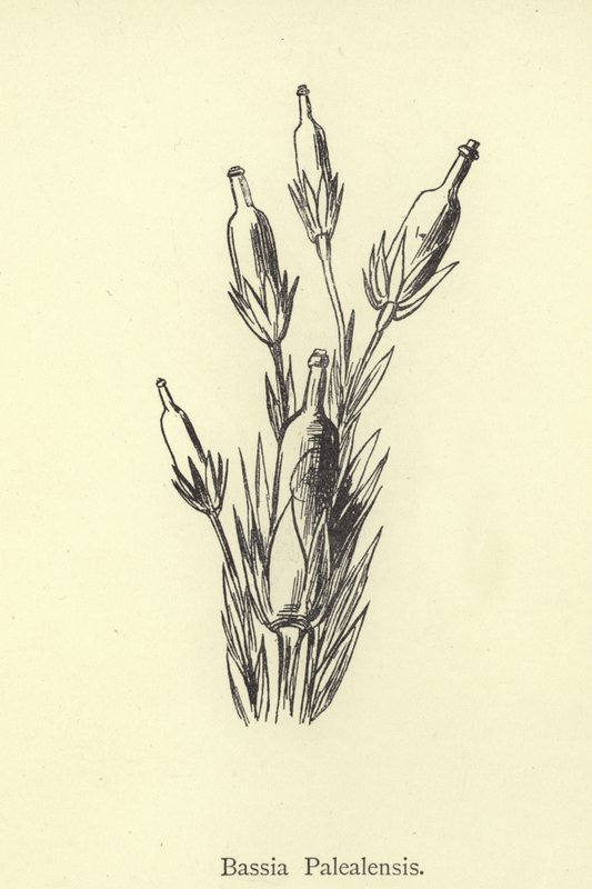 Bassia Palealensis av Edward Lear