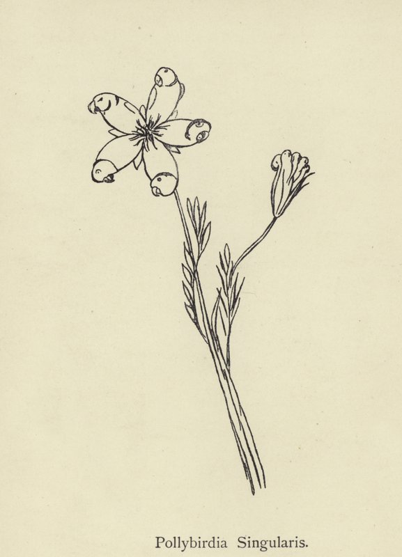 Pollybirdia Singularis av Edward Lear