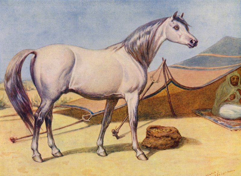 Arabisk häst (färg litho) av Edward Brice Montefiore