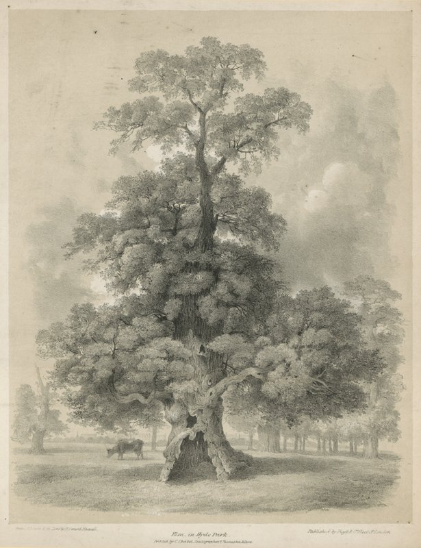 Elm i Hyde Park, London av Edward Hassell