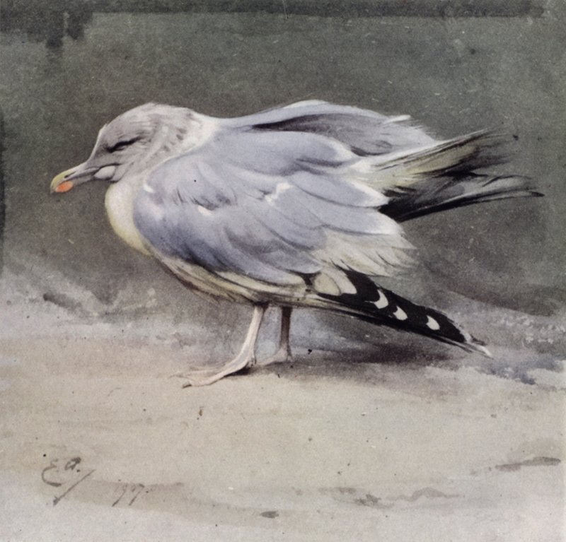 Sjuk fiskmås av Edwin John Alexander