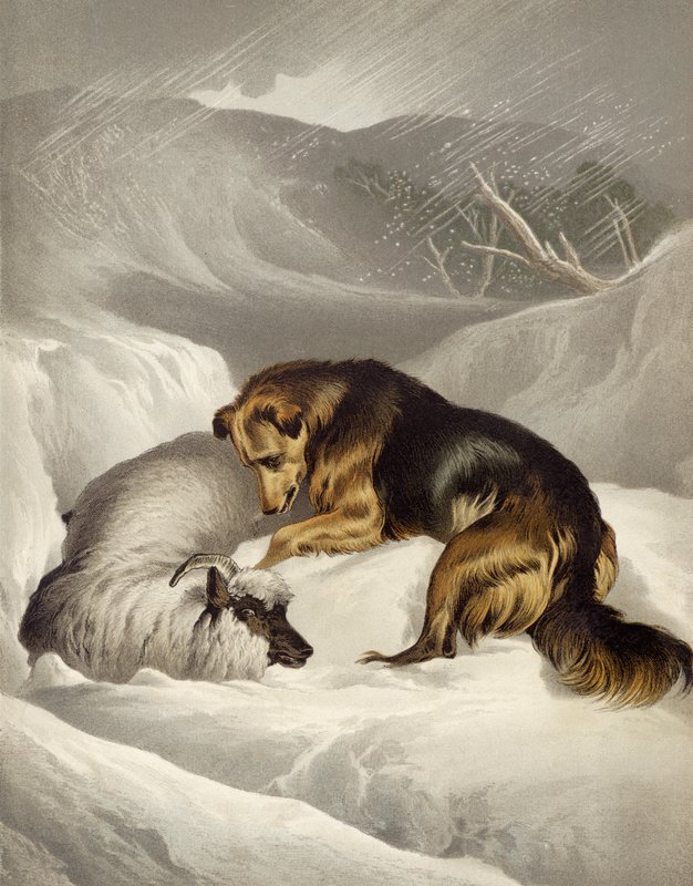 Får räddning av Edwin after Landseer