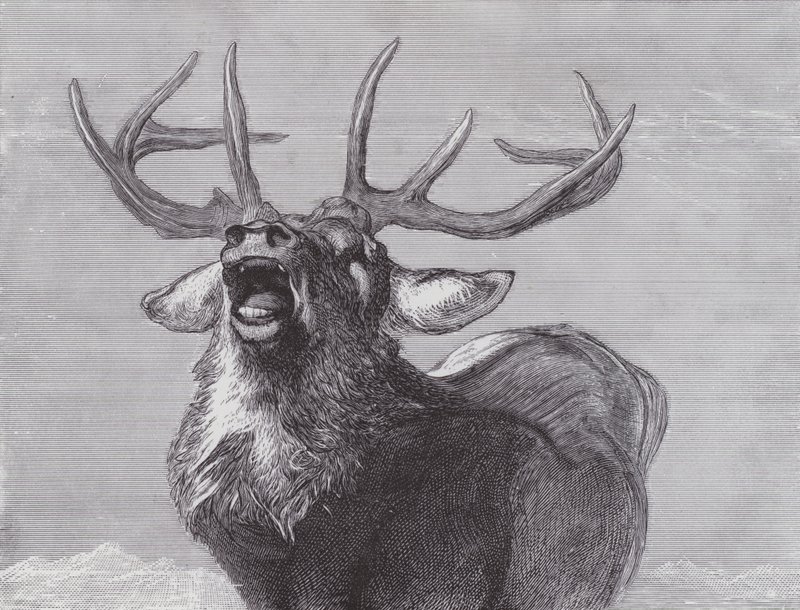 En utmaning av Edwin (after) Landseer