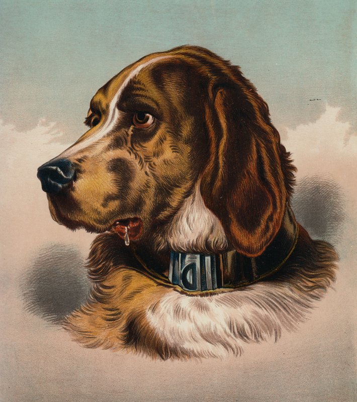 Blodhund () (färglitografi) av Edwin (after) Landseer