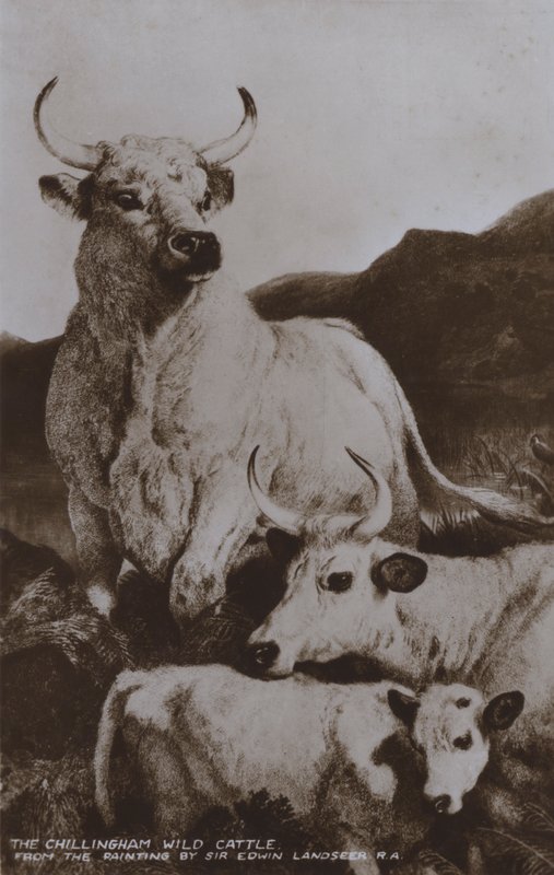 The Chillingham Wild Cattle (s/v foto) av Edwin (after) Landseer