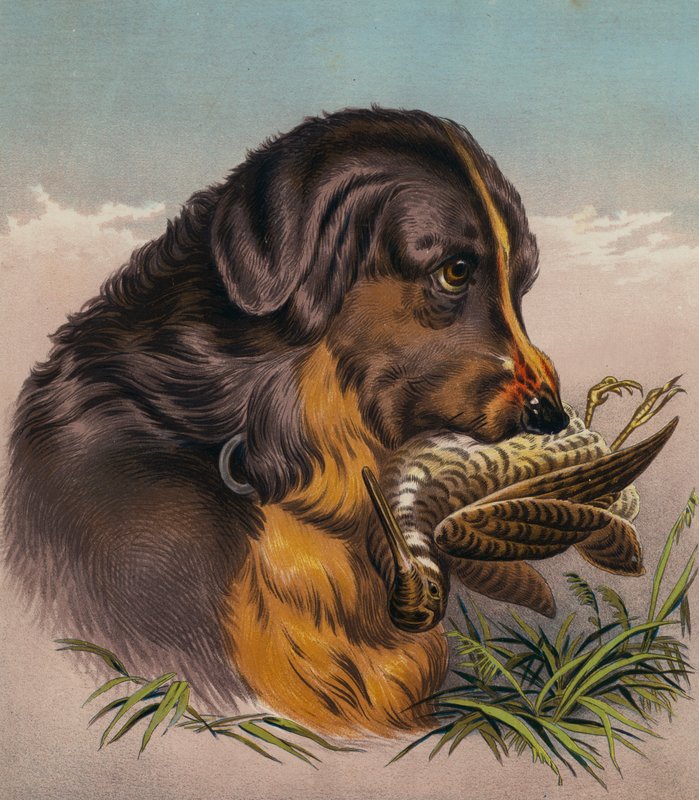 Retrievern (färglitografi) av Edwin (after) Landseer