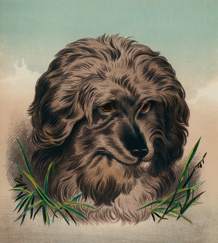 Skye Terrier (färglitografi) av Edwin (after) Landseer