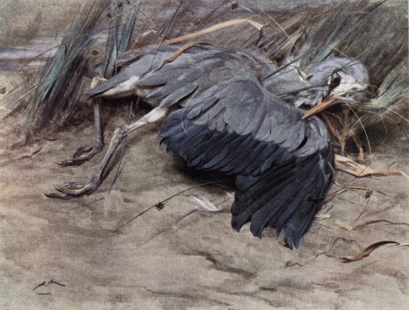 Häger av Edwin John Alexander