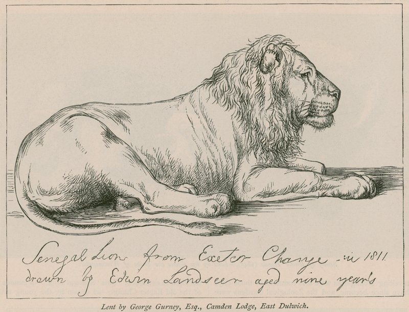 Senegal Lion från Exeter Change av Edwin Landseer