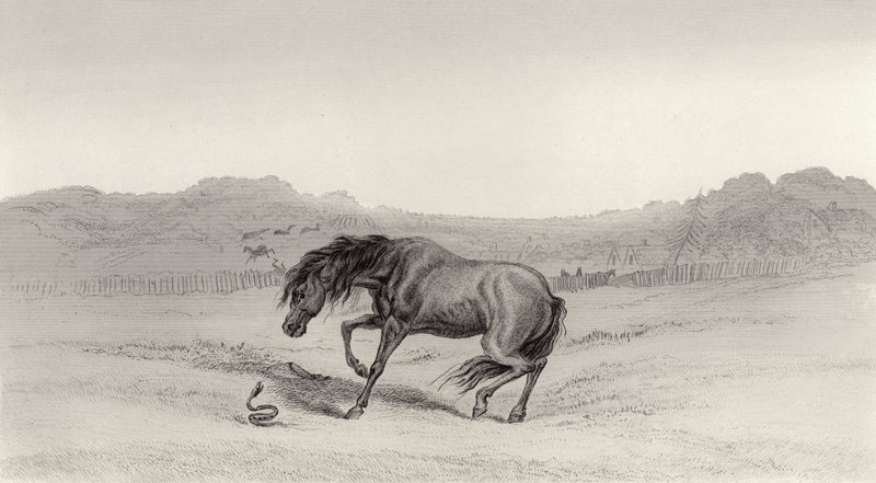 Uppskrämd! av Edwin Landseer