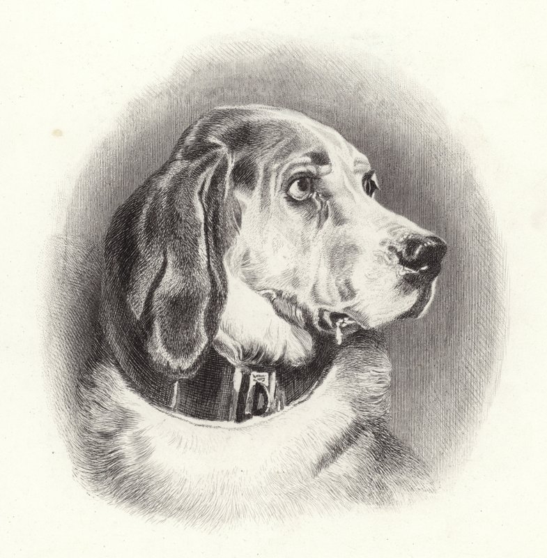 Blodhunden av Edwin Landseer