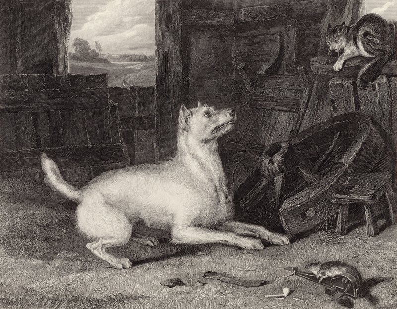 Inkräktaren av Edwin Landseer