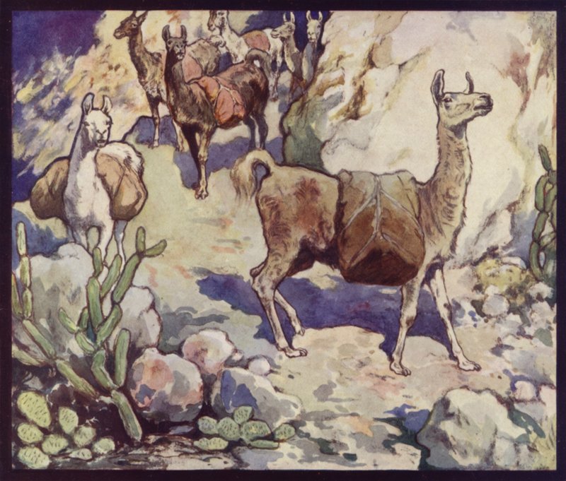 Lamor i Anderna (färg litho) av Edwin Noble