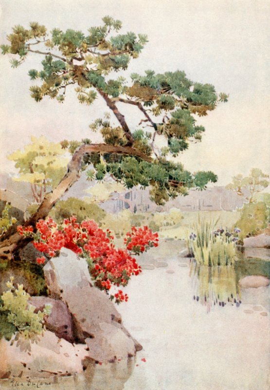 Azalea och tall (färg litho) av Ella Du Cane