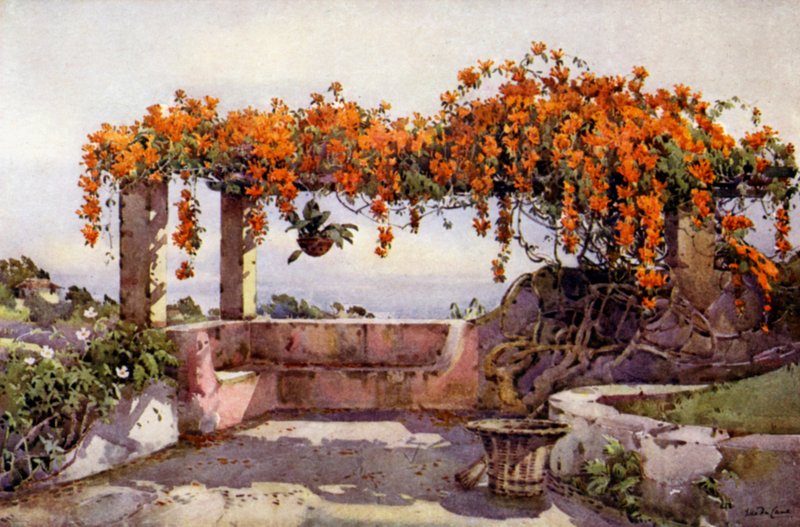 Bignonia Venusta (färg litho) av Ella Du Cane