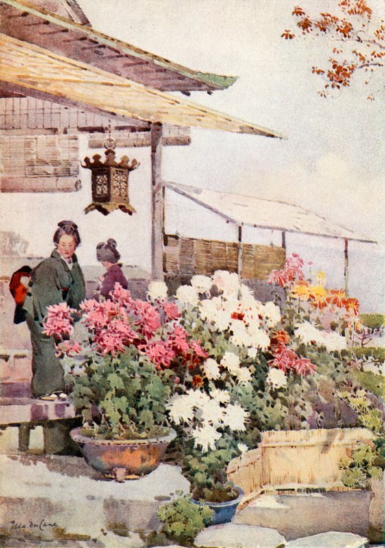 Krysantemum (färg litho) av Ella Du Cane