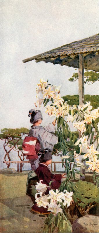 Golden Lily (färg litho) av Ella Du Cane