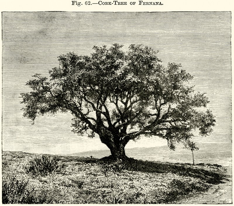 Cork-Tree of Fernana av English School