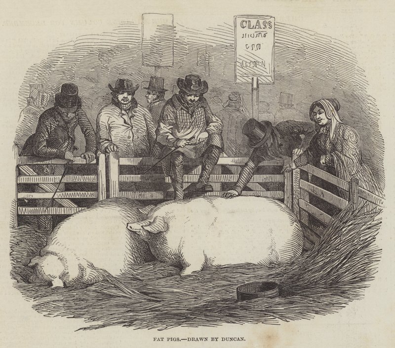 Smithfield Club Cattle Show av English School