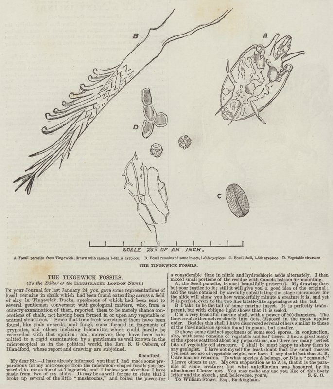 Tingewick-fossilerna av English School