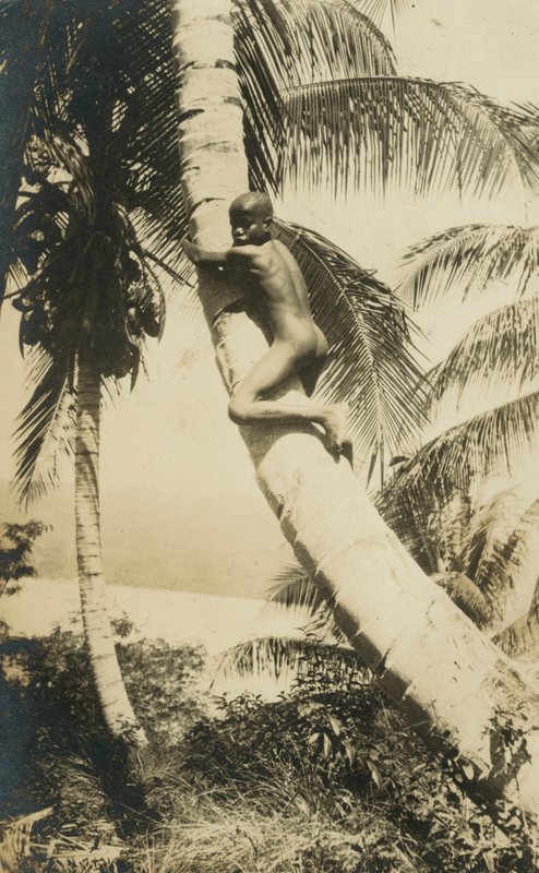 Pojke som klättrar i ett träd, Constant Bay, Jamaica av English Photographer
