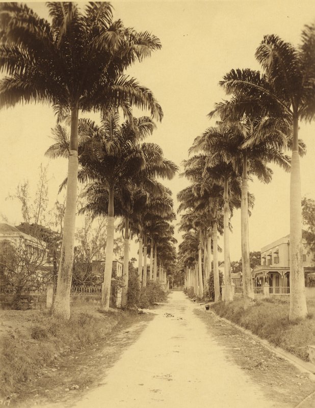 Bridgetown, Barbados, An Avenue of Palms av English Photographer