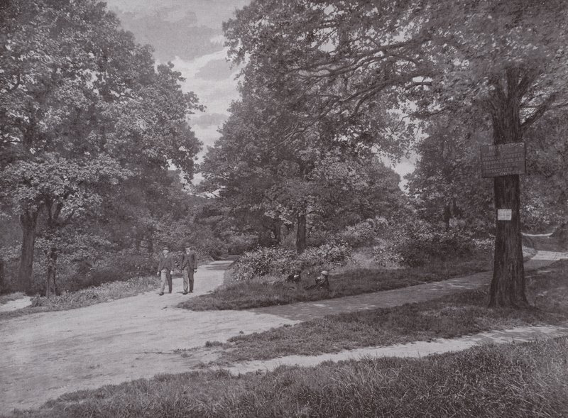 I Queens Wood, Highgate av English Photographer