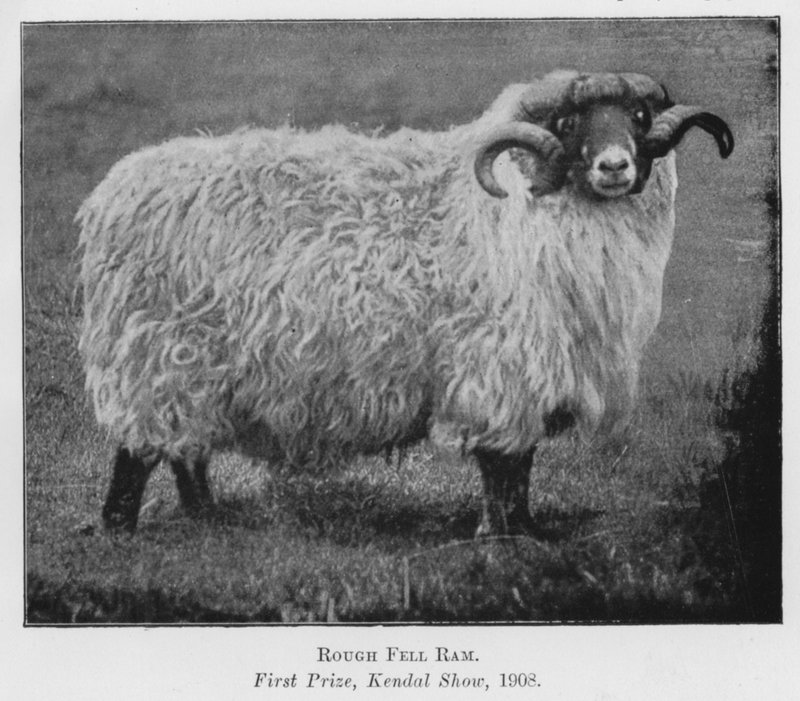 Rough Fell Ram, första pris, Kendal Show av English Photographer