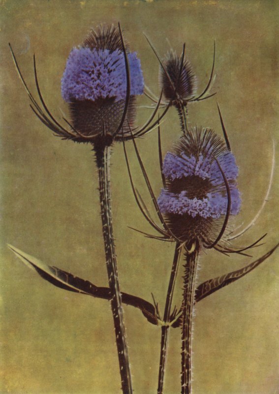 Teasel (foto) av English Photographer
