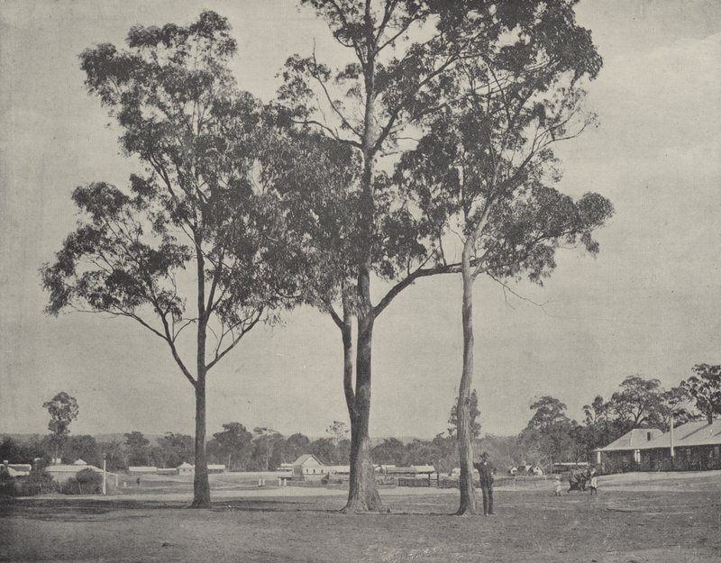 Toongabbie av English Photographer