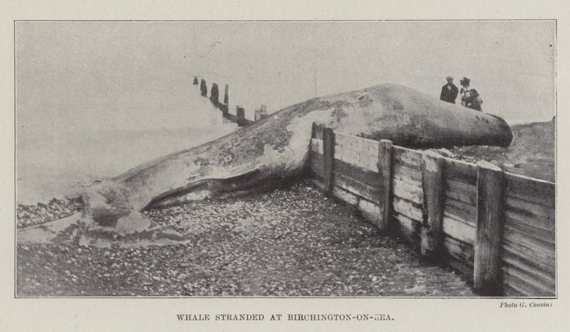 Val strandade vid Birchington-on-Sea av English Photographer