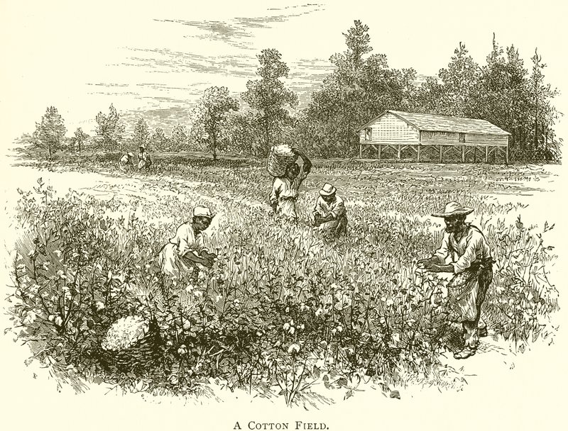 A Cotton Field (gravyr) av English School