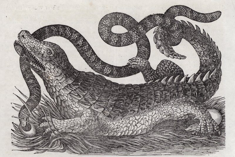 Alligator (gravyr) av English School