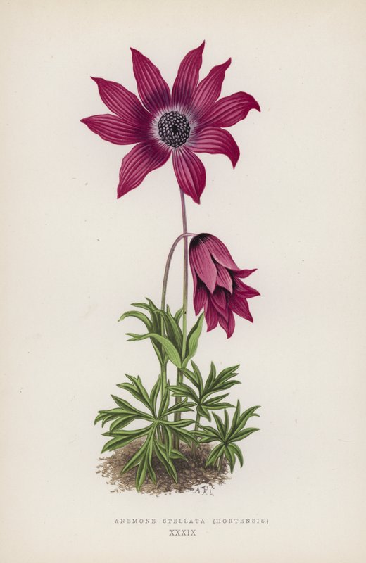 Anemone Stellata, Hortensis (färglitografi) av English School